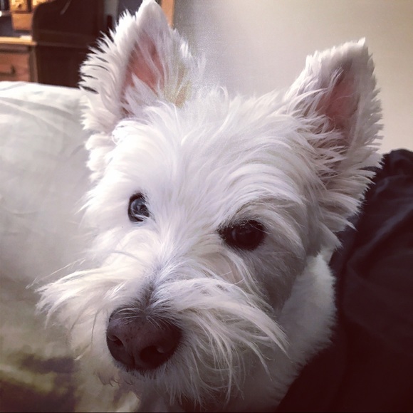 Meet your Posher, Peter - Picture 1 of 3